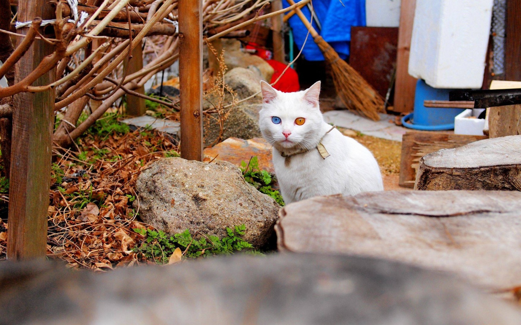 Ванский кот